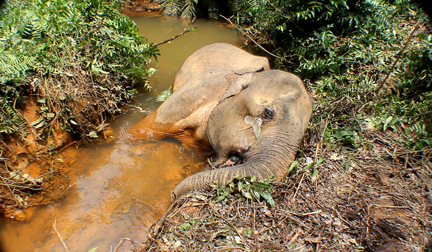 Mongabay Indonesia tweet media