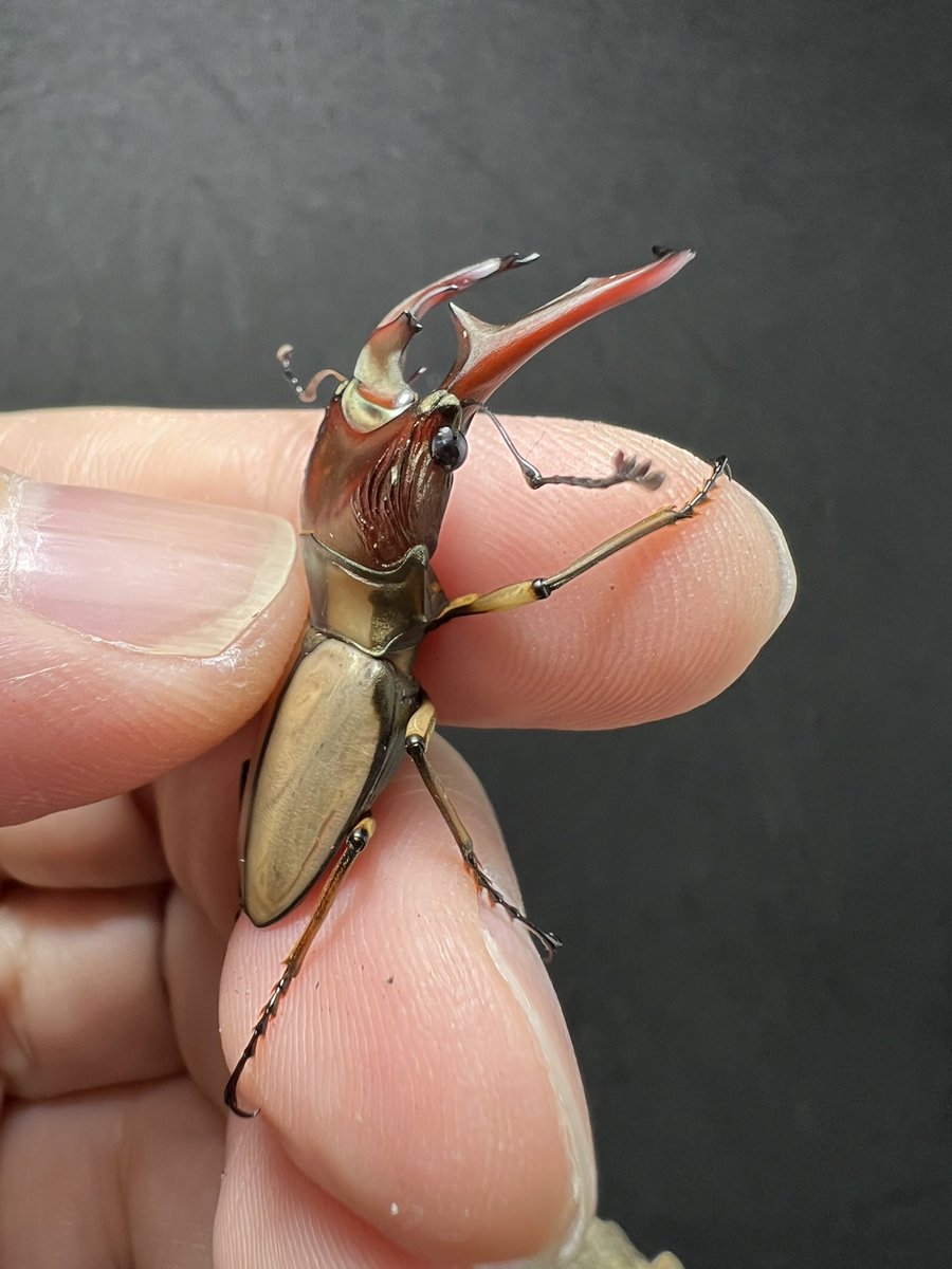 beetle_z's tweet photo. Cyclommatus pahangensis chiangmaiensis 38 mm.
Thailand origin 

#BEETLEZ 
#Beetlezสวรรค์ของคนรักด้วง https://t.co/lv2LWs9cIE