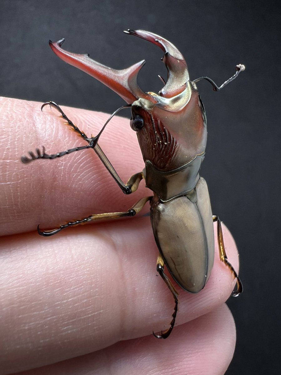 beetle_z's tweet photo. Cyclommatus pahangensis chiangmaiensis 38 mm.
Thailand origin 

#BEETLEZ 
#Beetlezสวรรค์ของคนรักด้วง https://t.co/lv2LWs9cIE