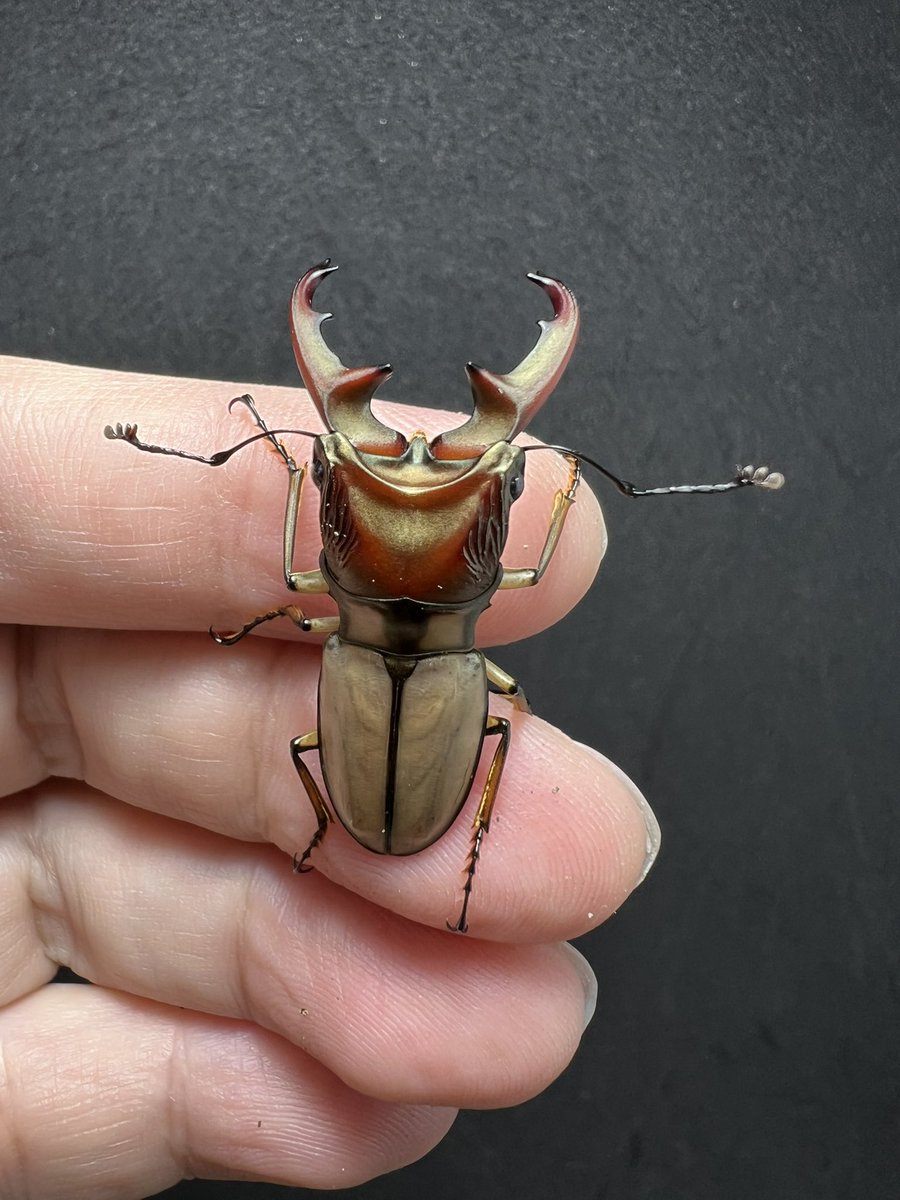 beetle_z's tweet photo. Cyclommatus pahangensis chiangmaiensis 38 mm.
Thailand origin 

#BEETLEZ 
#Beetlezสวรรค์ของคนรักด้วง https://t.co/lv2LWs9cIE