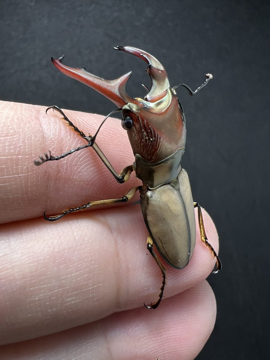 beetle_z's tweet photo. Cyclommatus pahangensis chiangmaiensis 38 mm.
Thailand origin 

#BEETLEZ 
#Beetlezสวรรค์ของคนรักด้วง https://t.co/lv2LWs9cIE