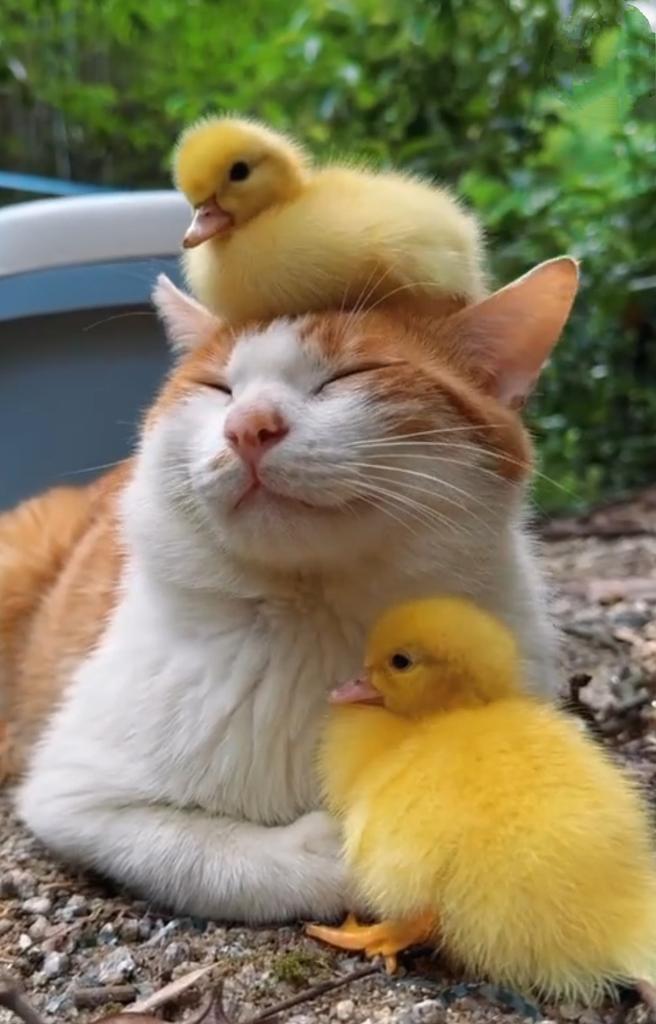 LUVIORIA's tweet image. Friendship and love ❤️🫂

#FridayVibes 
#love
#Animalslover 
#cats
#duck
#friendship 
#goodnoon