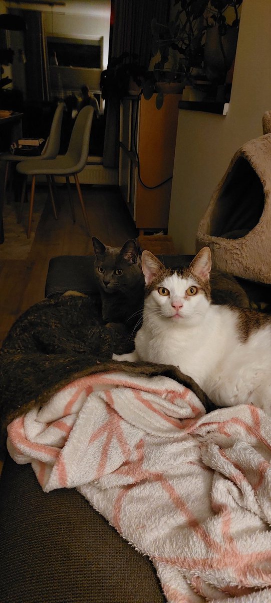 phyluta's tweet photo. @Paper_Nika Not 1 but 2 distinguished gentlemen https://t.co/EETdp5DuZS