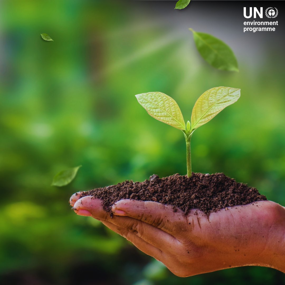 CYNESAug's tweet photo. Forests are essential for *biodiversity, climate regulation, and millions of livelihoods, but their *resilience depends on genetic diversity.
Safeguarding and sustainably using forest genetic resources* is key to *adapting to climate change and securing forests for the future. https://t.co/UR0bbGYVyw