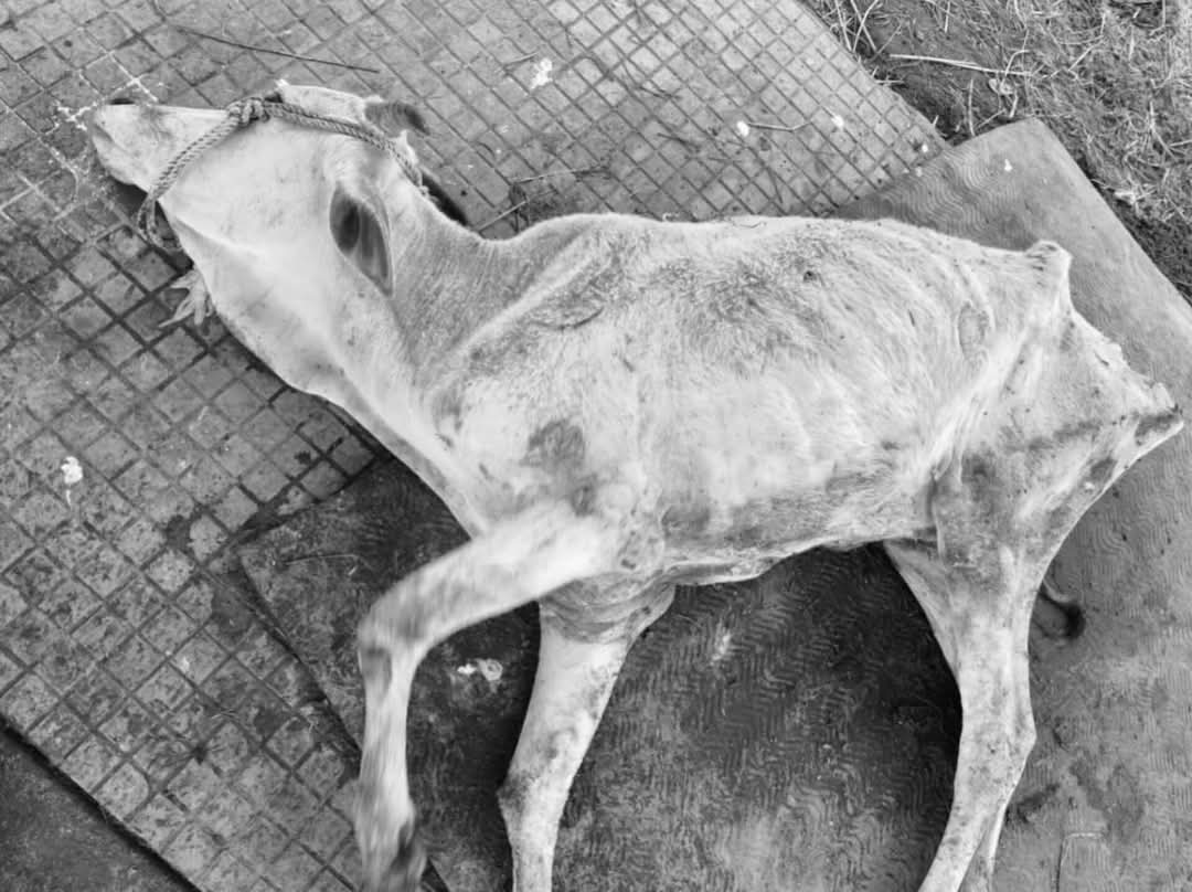 ysrcongress_ap's tweet image. #JusticeForTTDCows

గత 3 నెలలుగా దాదాపు 100 అమాయక ఆవులు నిర్లక్ష్యం మరియు సరైన నిర్వహణ లేకపోవడం వల్ల ప్రాణాలు కోల్పోయిన TTD గోశాల నుండి హృదయ విదారక దృశ్యాలు వెలువడుతున్నాయి. వాటిని ఆశ్రయించడానికి మరియు రక్షించడానికి ఉద్దేశించిన పవిత్ర స్థలంలో నిశ్శబ్ద విషాదం బయటపడుతోంది...