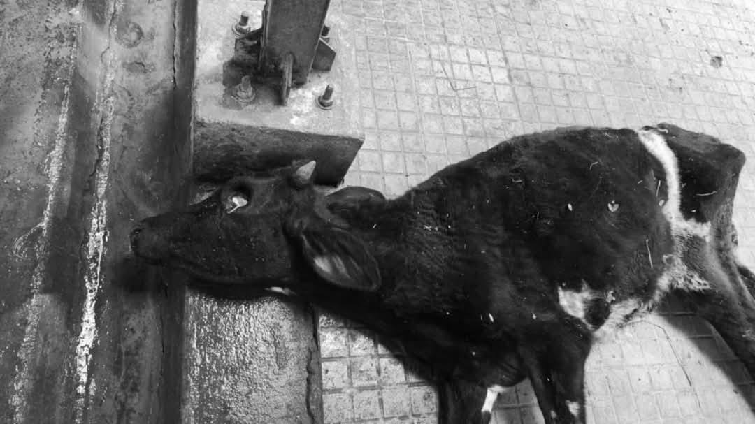 ysrcongress_ap's tweet image. #JusticeForTTDCows

గత 3 నెలలుగా దాదాపు 100 అమాయక ఆవులు నిర్లక్ష్యం మరియు సరైన నిర్వహణ లేకపోవడం వల్ల ప్రాణాలు కోల్పోయిన TTD గోశాల నుండి హృదయ విదారక దృశ్యాలు వెలువడుతున్నాయి. వాటిని ఆశ్రయించడానికి మరియు రక్షించడానికి ఉద్దేశించిన పవిత్ర స్థలంలో నిశ్శబ్ద విషాదం బయటపడుతోంది...