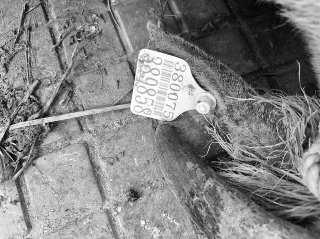 ysrcongress_ap's tweet image. #JusticeForTTDCows

గత 3 నెలలుగా దాదాపు 100 అమాయక ఆవులు నిర్లక్ష్యం మరియు సరైన నిర్వహణ లేకపోవడం వల్ల ప్రాణాలు కోల్పోయిన TTD గోశాల నుండి హృదయ విదారక దృశ్యాలు వెలువడుతున్నాయి. వాటిని ఆశ్రయించడానికి మరియు రక్షించడానికి ఉద్దేశించిన పవిత్ర స్థలంలో నిశ్శబ్ద విషాదం బయటపడుతోంది...