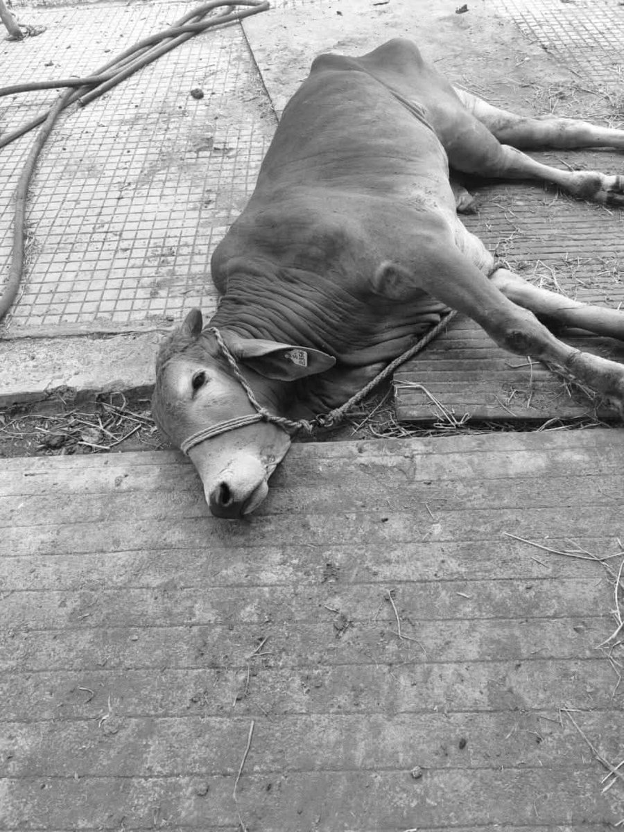 ysrcongress_ap's tweet image. #JusticeForTTDCows

గత 3 నెలలుగా దాదాపు 100 అమాయక ఆవులు నిర్లక్ష్యం మరియు సరైన నిర్వహణ లేకపోవడం వల్ల ప్రాణాలు కోల్పోయిన TTD గోశాల నుండి హృదయ విదారక దృశ్యాలు వెలువడుతున్నాయి. వాటిని ఆశ్రయించడానికి మరియు రక్షించడానికి ఉద్దేశించిన పవిత్ర స్థలంలో నిశ్శబ్ద విషాదం బయటపడుతోంది...