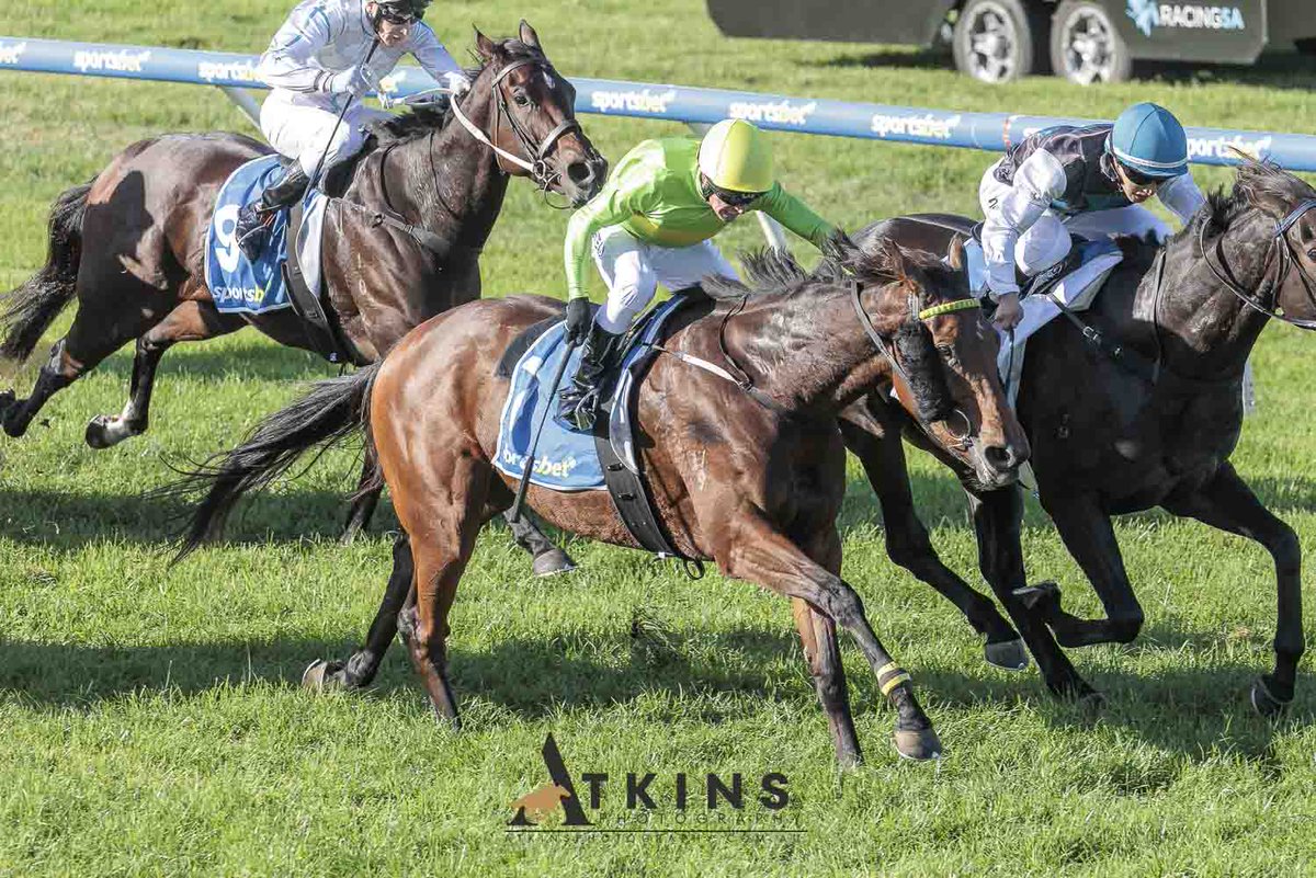 s_saroa's tweet photo. Opportune Chance took his chance to just get up on the line with Andrew Stead in the saddle. The Super One mare is from the Lewis and Eliza Grantham stable and is part owned by Tony Grantham. https://t.co/iChxDR8P19