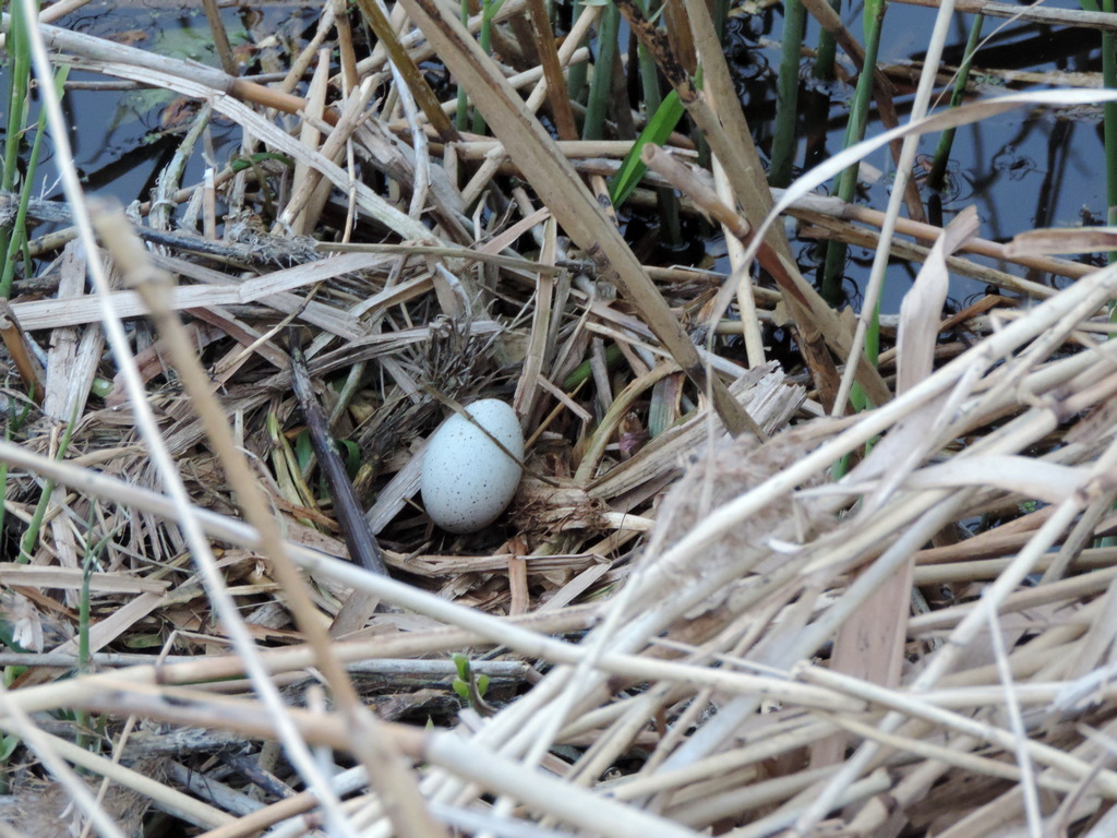 FBohemen's tweet photo. Lente #ei #polder https://t.co/ytkDNCOAPI