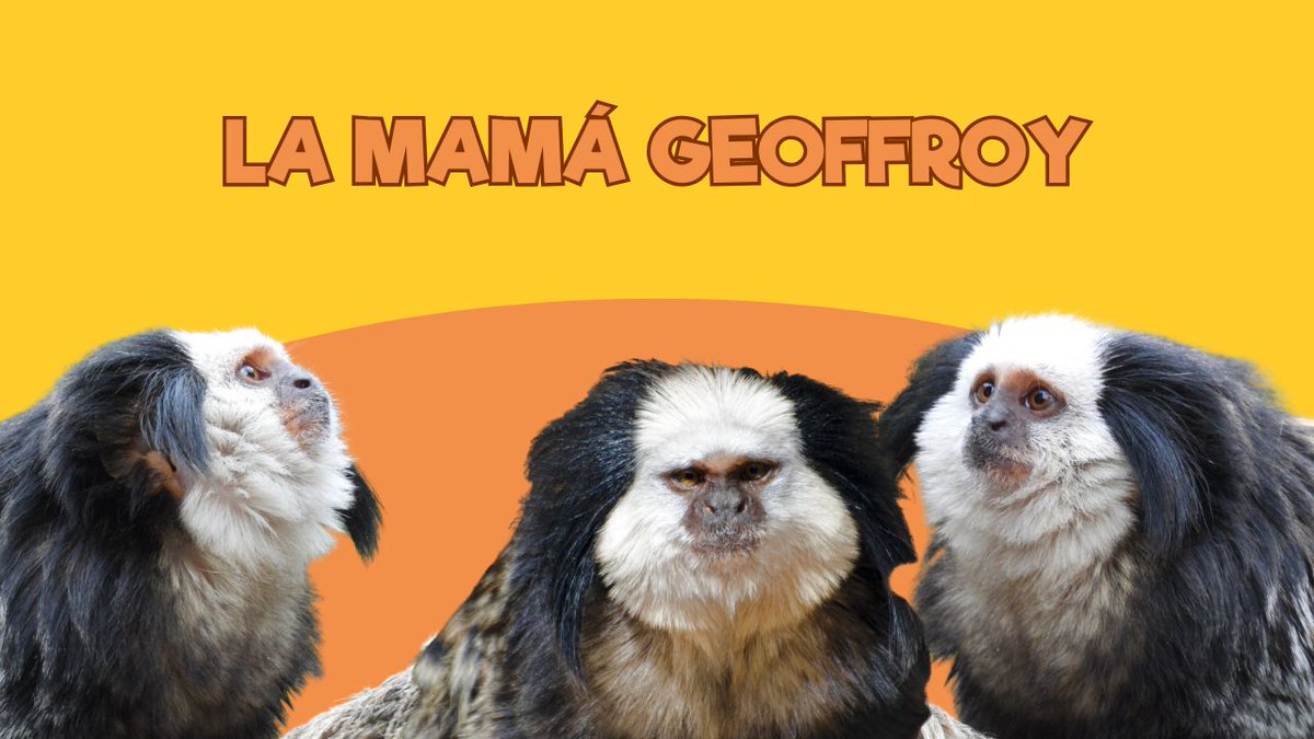 ZOODESANTILLANA's tweet photo. 🐒 Esta mamá Geoffroy pasó un día en observación…

🤩 ¡Y este fue el recibimiento de sus hijos!

#ZoodeSantillana #SantillanadelMar #Cantabria #Zoo #VenalZoodeSantillana #ViviendoenunZoo #Geoffroy

https://t.co/8w8Qir87mE https://t.co/O7o8eZ5Zr0