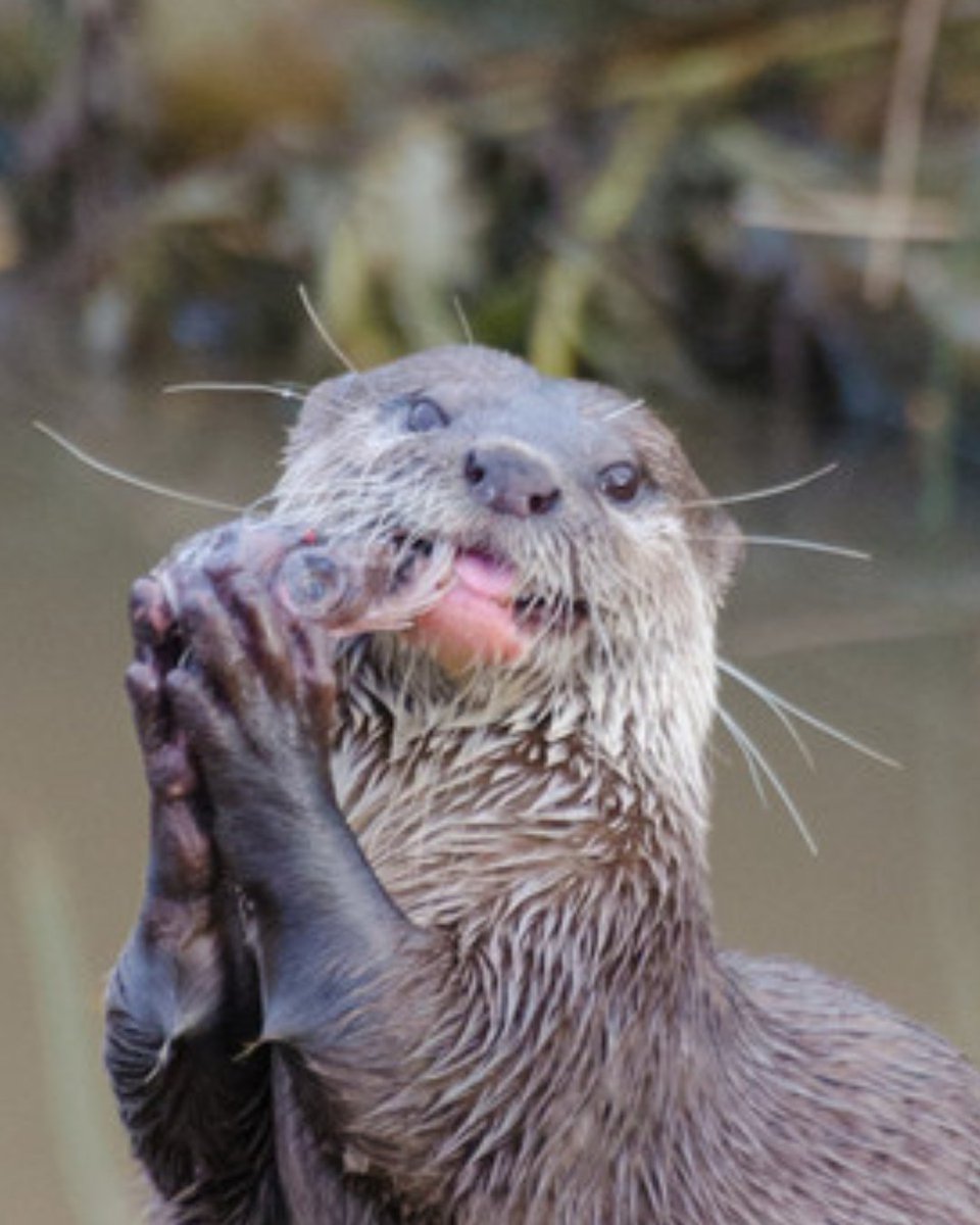 Saying "no worries" when you worry about everything. 

📷: Ian Henderson / WWT

#WWTLondon #Meme