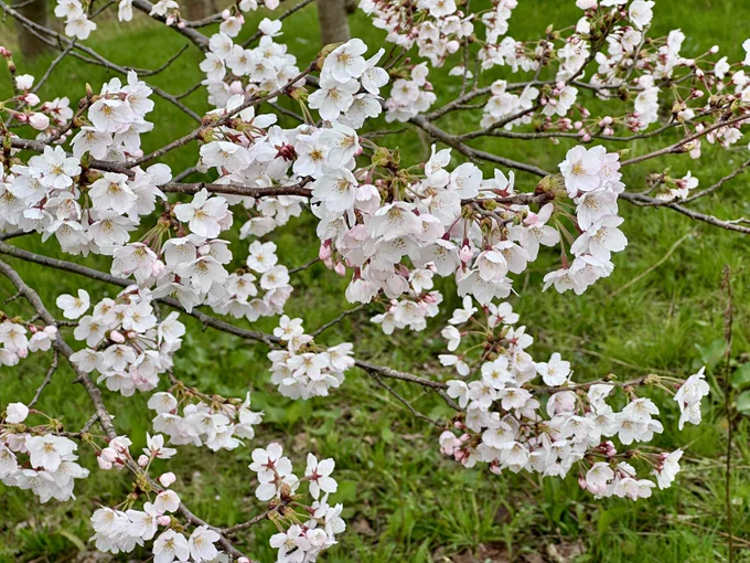日本人桜好き過ぎて先人が植えまくったお陰で、この時期遠出しなくても徒歩で行ける場所あちこちでお花見できるのほんと有難い 