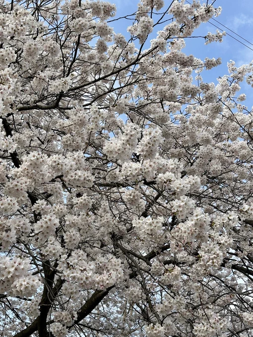 日本人桜好き過ぎて先人が植えまくったお陰で、この時期遠出しなくても徒歩で行ける場所あちこちでお花見できるのほんと有難い 
