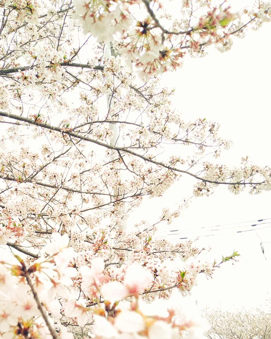 桜吹雪が綺麗でした 