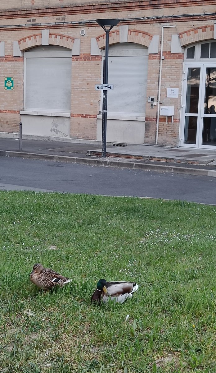 Neverends (@dianedcd) on Twitter photo Paris 17e, pepouze 🦆 Paris 17e, pepouze 🦆