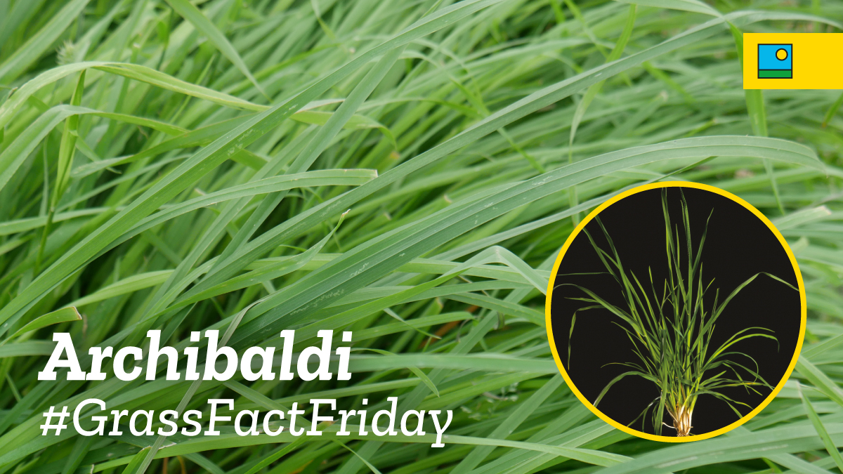 BarenbrugUK's tweet photo. #GrassFactFriday: #Archibaldi 🌱
A fine-leaved #cocksfoot with:
✅ Fast establishment & dense growth
✅ Excellent disease tolerance
✅ High-quality #forage & easy spring management
📖 Learn more in our #2025AgricultureProductGuide
👉 https://t.co/UxoLw1Upf4
#GrowWithConfidence #UKGrassExperts #UKGrassBreeders