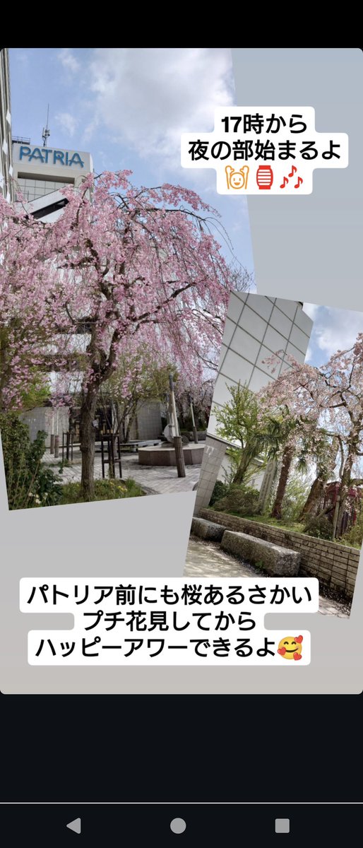 notoyataimura_'s tweet photo. 17時から夜の部始まるよ🙌🏮🎶

パトリア前にも桜あるさかい、プチ花見してからハッピーアワーできるよ🥰 https://t.co/QD5BLFkTrB