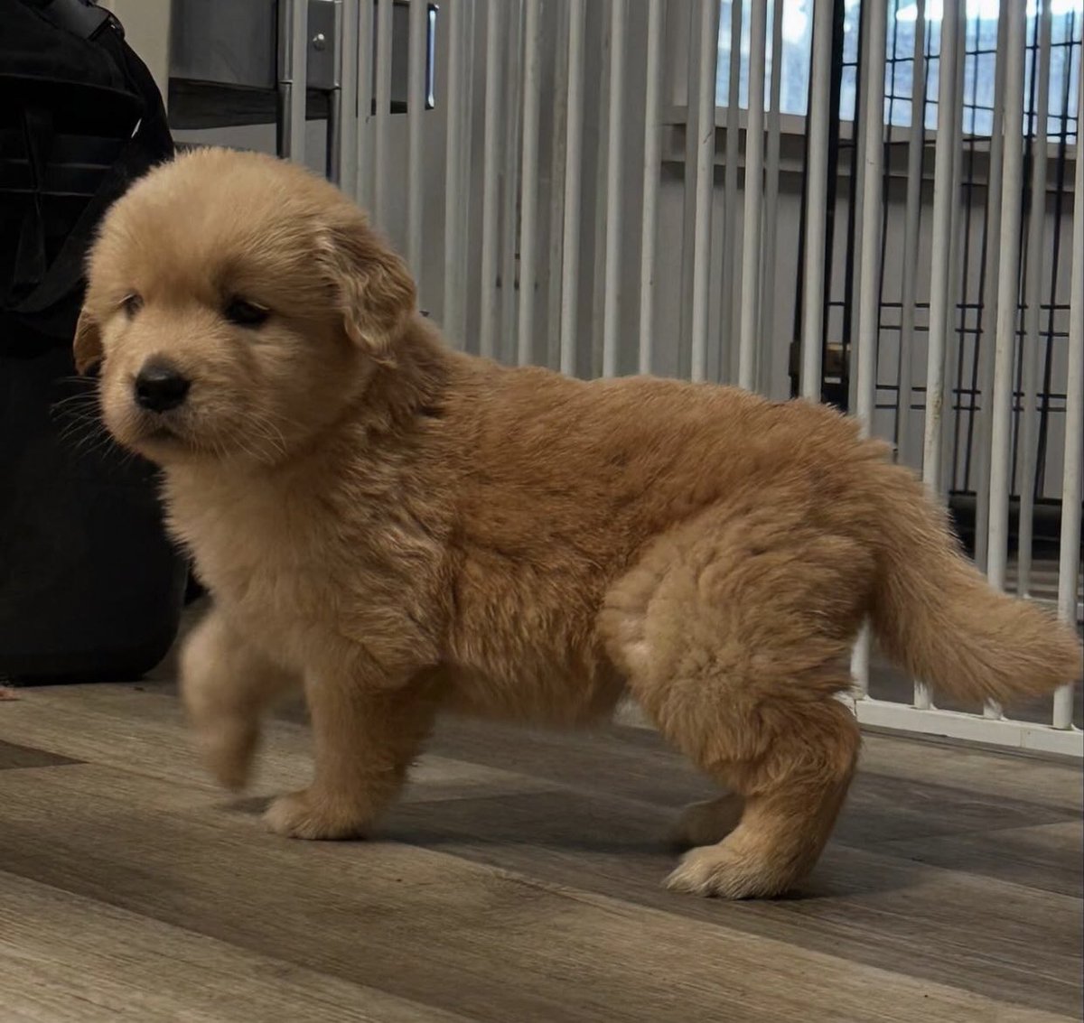 takemybear 🐶 tweet media