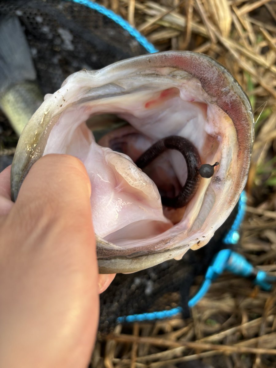 otttta333's tweet photo. マガテール入魂完了🫡
1stフィッシュはブリブリな魚からスタート🌸

@hatatakuma
@ZAPPUofficial
#FISHMAGNET
#マガテール 
#インチワッキー
#ZAPPU
#マガテールで釣れテール https://t.co/YQAbHOq94d