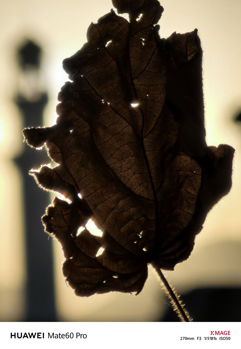 I3d3m's tweet photo. #mate60pro
๐
#vivox100ultra
Macro mode
All Vivid filter
All ๐ธ
10x
Greetings to all ๐น๐๐ https://t.co/xVY18qDyzr