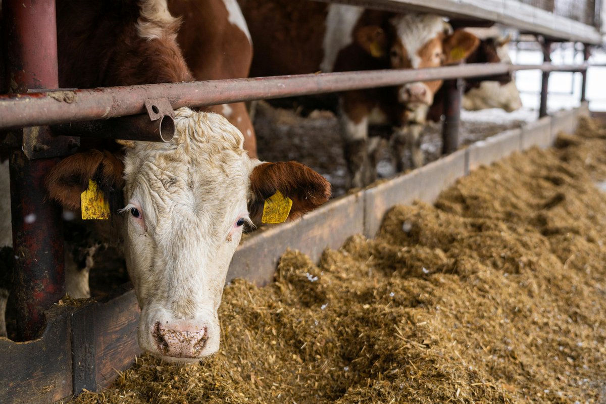 ICL Growing Solutions - Ag UK (@iclplantnutriuk) on Twitter photo Optimise your forage maize yield with early nutrition! π½
The latest issue of <a href="/FarmersWeekly/">Farmers Weekly</a> includes comments from the experts at @Originfert explaining why Sulphur (Polysulphate) is crucial for increased yields.
π loom.ly/i4u11QA
#Agriculture Optimise your forage maize yield with early nutrition! π½
The latest issue of <a href="/FarmersWeekly/">Farmers Weekly</a> includes comments from the experts at @Originfert explaining why Sulphur (Polysulphate) is crucial for increased yields.
π loom.ly/i4u11QA
#Agriculture