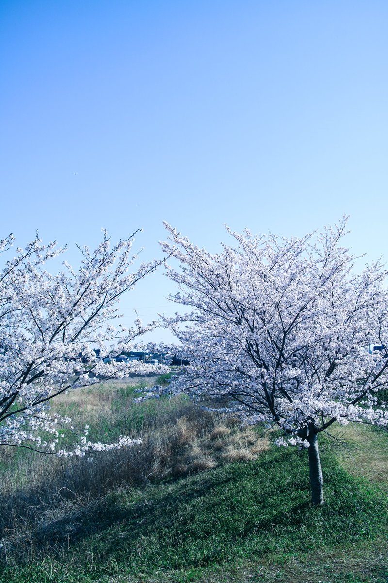 jin_mei's tweet photo. さくらもそろそろ見納めだなー https://t.co/vV6EKMhfpD