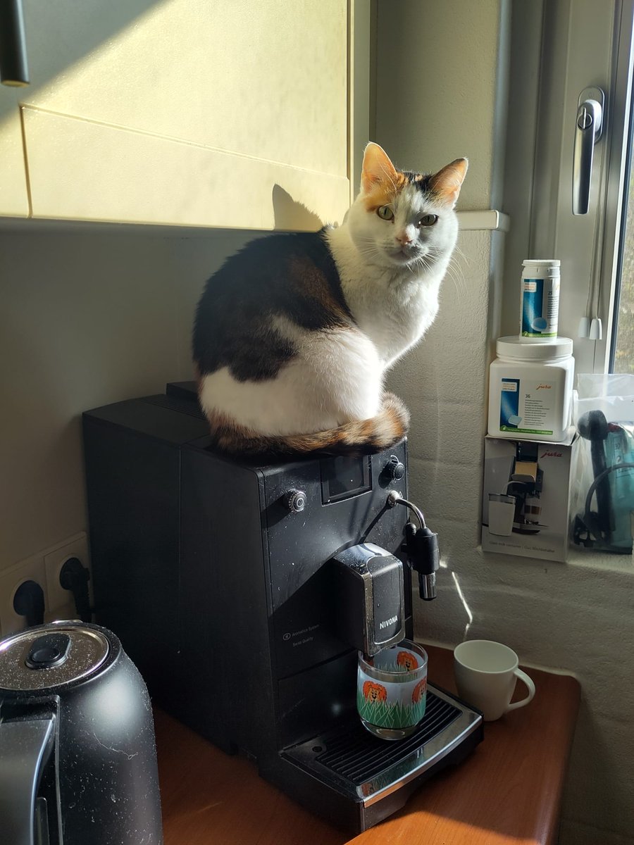 Mafchauffeur der Nederlanden tweet media