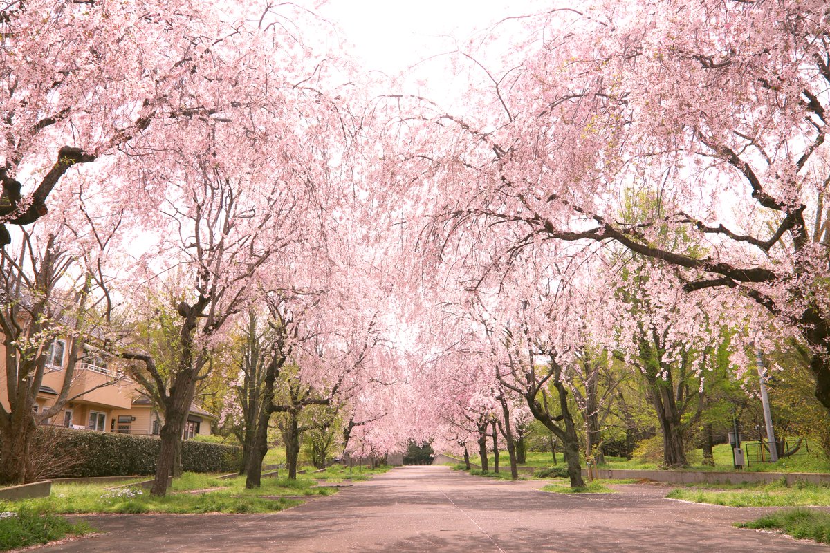nagi97's tweet photo. 小金井公園のしだれ桜の並木が綺麗だった💕 https://t.co/OKWB9mIQs1
