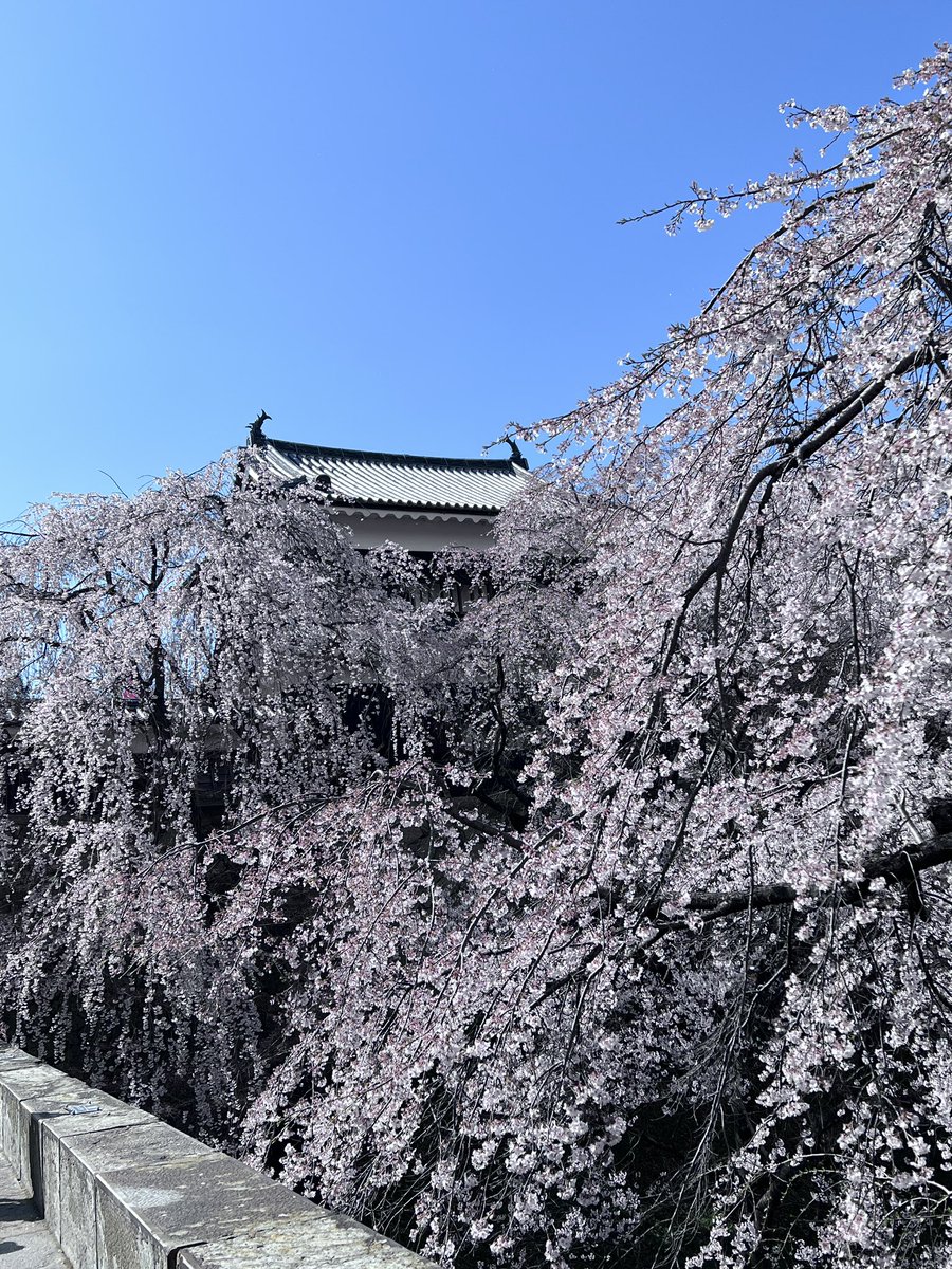 「第22回　上田城千本桜まつり」の期間を延長します🌸

開花状況などを鑑み、4月16日（水）まで延長いたします✨

（※千本桜ライトアップも16日（水）まで延長）

詳細はこちら⇩
ueda-kanko.or.jp/special/sakura…