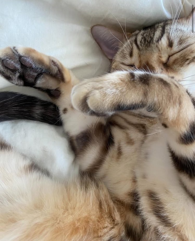 두번째로 심했던 땜빵은 까만 털이 나던 자리였어요! #히로 #가족찾아요 #사지말고입양하세요