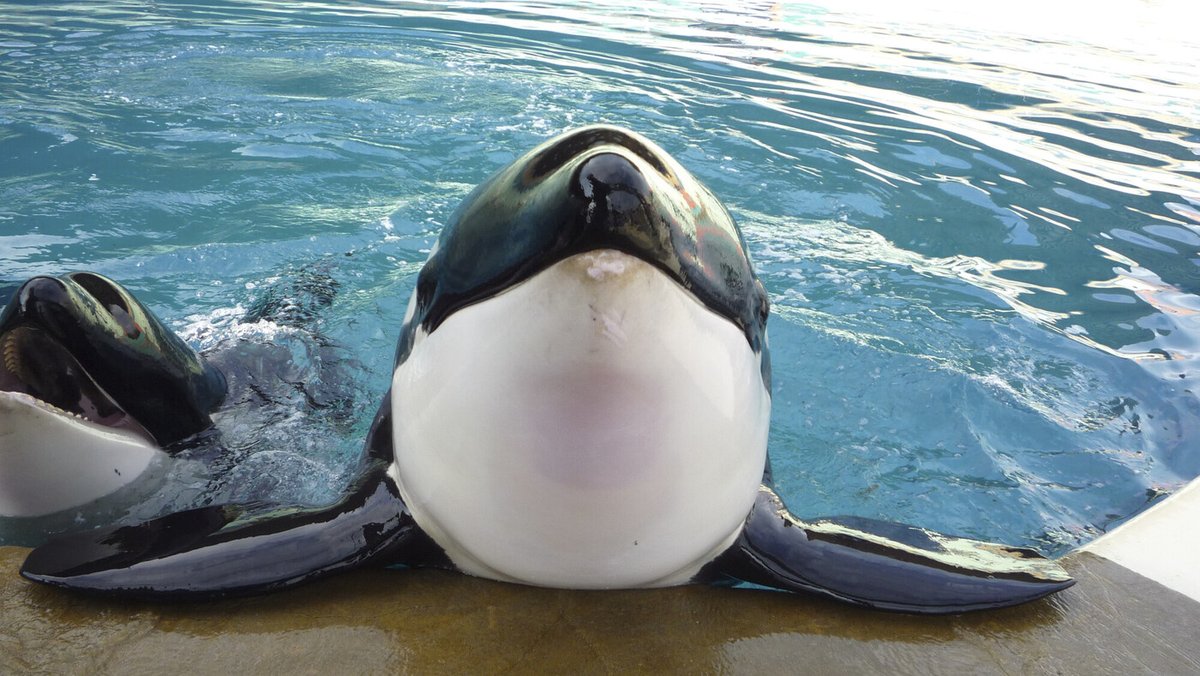 SeaShepherdFran's tweet photo. 🇪🇸❌ L'Espagne refuse le transfert des 14 cétacés du Marineland.
            Quelle suite pour les animaux et les soigneurs ? 

La nouvelle tombée hier est un soulagement énorme 🙏. Pascal Picot, directeur du Marineland, clamait ces derniers jours dans les médias qu’un transfert des deux orques et douze dauphins 🐬 vers les mouroirs espagnols était une "urgence pour leur bien-être"…
Les autorités espagnoles ont elles-mêmes reconnu ce que nous dénoncions avec force : les conditions de détention des animaux auraient été bien pires en Espagne qu’au Marineland.

⚠️ En lançant un plan de licenciement du personnel et en précipitant le départ des animaux plus d’un an et demi avant la mise en application de la loi interdisant la captivité des cétacés, la direction du Marineland a provoqué une grande détresse animale et humaine 💔.

➡️ De nombreux animaux, notamment les otaries 🦭, ont été envoyés dans des structures aux conditions de vie dégradées.
➡️ Des séparations déchirantes entre individus proches ont engendré des traumatismes irréparables.
➡️ Un sort similaire planait sur les orques et dauphins… Ce retournement de situation in extremis redonne l’espoir que nous n’avons jamais perdu : la possibilité de sanctuaires 🌿.

La direction du Marineland, le Ministère français 🇫🇷 et tous les acteurs concernés vont devoir assumer leurs responsabilités.
Sea Shepherd France reste plus que jamais mobilisé pour garantir une vie digne aux 14 cétacés captifs.

✅ Cela passe par :
🔹 La réfection du bassin des orques
🔹 Le maintien en poste du personnel soignant
🔹 Et surtout, la création de sanctuaires en Grèce 🇬🇷 et en Italie 🇮🇹

🔒 Le blocage politique en Grèce, lié au lobbying intense de l’industrie de la captivité, doit être levé. Nous nous y employons corps et âme 💪.

Les soigneurs du Marineland ont un rôle crucial :
💙 Pour les soins actuels
💙 Mais aussi pour accompagner la transition vers une nouvelle vie dans les sanctuaires 

🤝 Une main tendue leur est toujours offerte pour travailler ensemble à ce changement historique 🌍.

🌍 Sea Shepherd France revient tout juste d’un 2ᵉ voyage en Grèce, où plusieurs sites potentiels pour accueillir les orques ont été identifiés.
🔬 Des analyses complémentaires sont en cours pour confirmer leur conformité.

“L’Union Européenne compte 185 000 km de littoral, on ne peut décemment pas prétendre qu’il n’existe aucun endroit pouvant constituer un sanctuaire pour les orques. Si nous le voulons vraiment, nous pouvons le faire. Et la France doit être un moteur.”
— Lamya Essemlali, Présidente de Sea Shepherd France 

@AgnesRunacher 

#StopCaptivité #CétacésLibres #SanctuairesPourLesOrques #SeaShepherd #ProtectionAnimale #DroitsDesAnimaux #Orques #Dauphins #Marineland #TransitionÉthique #LibertéPourLesCétacés #RespectDuVivant #Grèce #Italie #Espagne #AgirPourLaVie