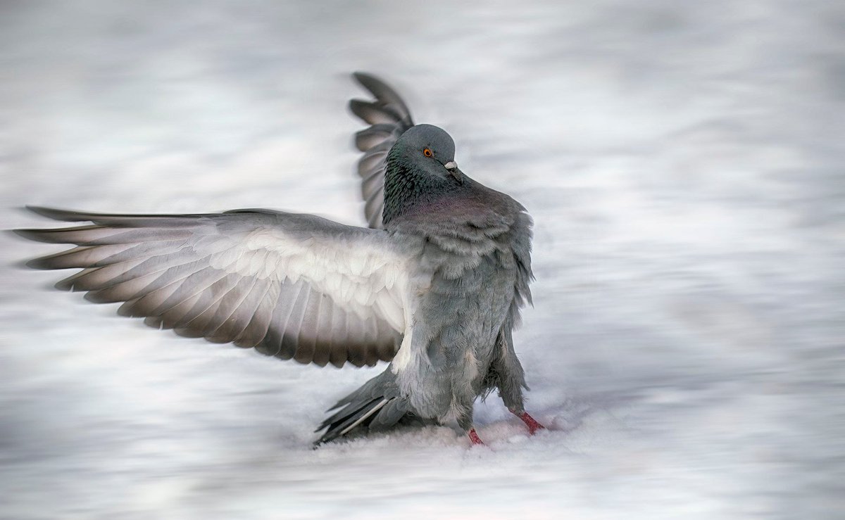 Орёл.
📷 Сергей Аникин