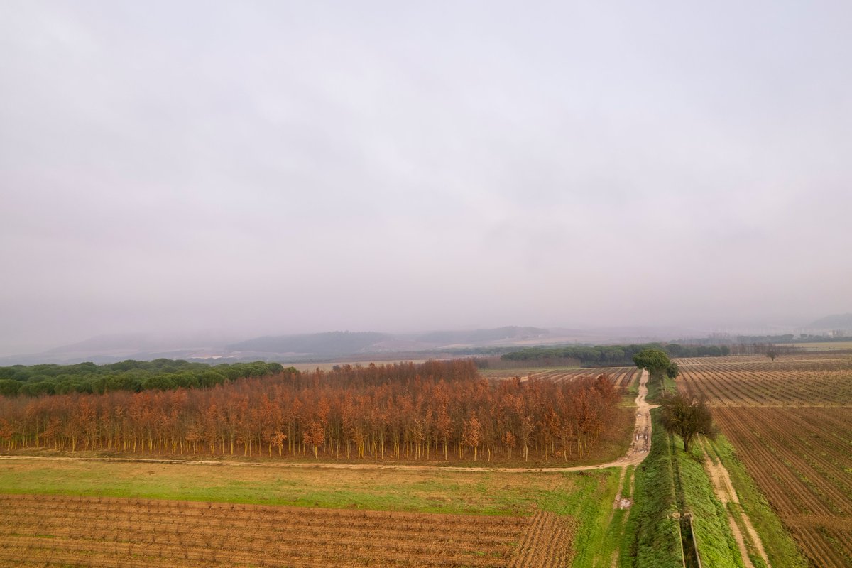 En TEMPOS Vega Sicilia, apostamos por la #sostenibilidad y el respeto por el medio ambiente. Por ello, nos enorgullece ser entidad colaboradora de la  Asociación Española de Arboricultura (AEA).

#sostenibilidad #medioambiente #ecosistema

linkedin.com/feed/update/ur…