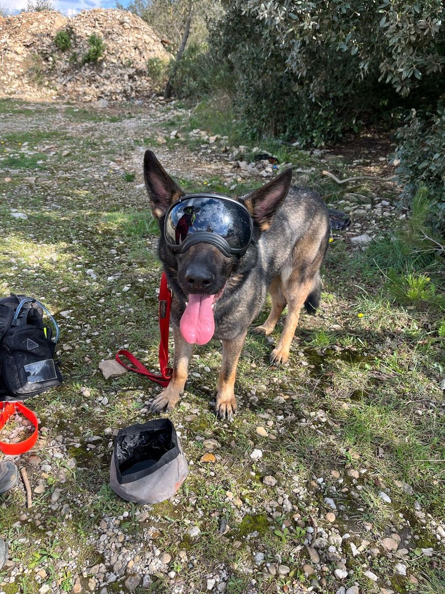 sdis68's tweet image. 🐕Le sgt P.S, conducteur cynotechnique au #SIS68 et son chien Rico ont participé à l’exercice international SWAN organisé par l&apos;#UIISC7 : 96h d’autonomie, missions jour et nuit, en France et en Espagne. 

✅1 binôme exemplaire👏
✅Importance de la préparation opérationnelle🚨