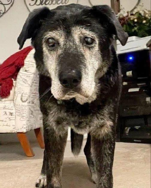 Dog Lovers tweet media