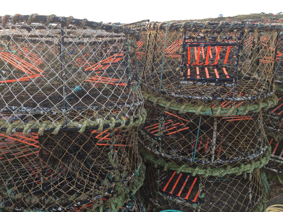 SouthernIFCA's tweet image. A Cuttlefish Fishery Action Plan has been published by @The_MMO, implementing actions under the FMPs for sustainable fisheries, social and economic goals in English waters of ICES divisions 7d and 7e.
gov.uk/guidance/cuttl….