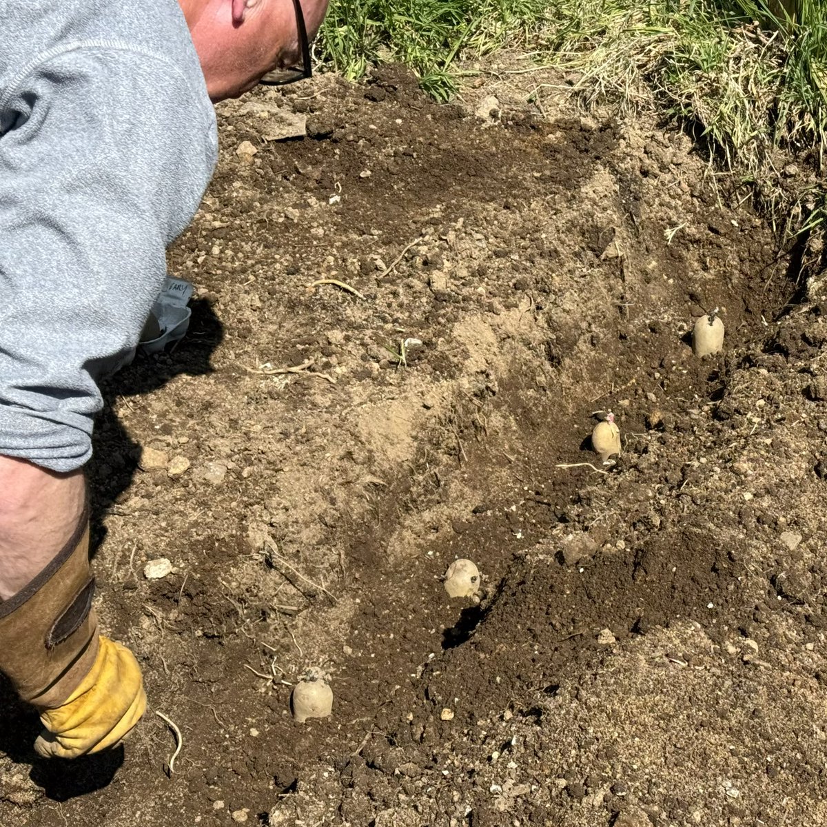 sarahmcquaid's tweet photo. #Garden update! Yesterday Feargal @FeargalShiels planted #potatoes while I cleared the steps down to lower garden & weeded & mulched my poor neglected #berrypatch — delighted to find -> https://t.co/mMcmohcmsa