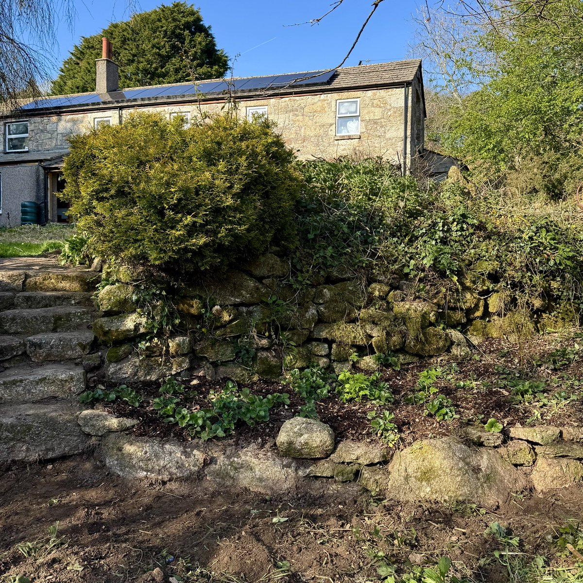 sarahmcquaid's tweet image. -&amp;gt; a few #strawberries amidst the weeds, plus a couple of baby #raspberrycanes &amp;amp; #blueberrybushes. Lots more to do before I head away on the 22nd of April for my 7-week Ireland/UK #tour — see sarahmcquaid.com/tour for details of all shows. Also still hoping -&amp;gt;