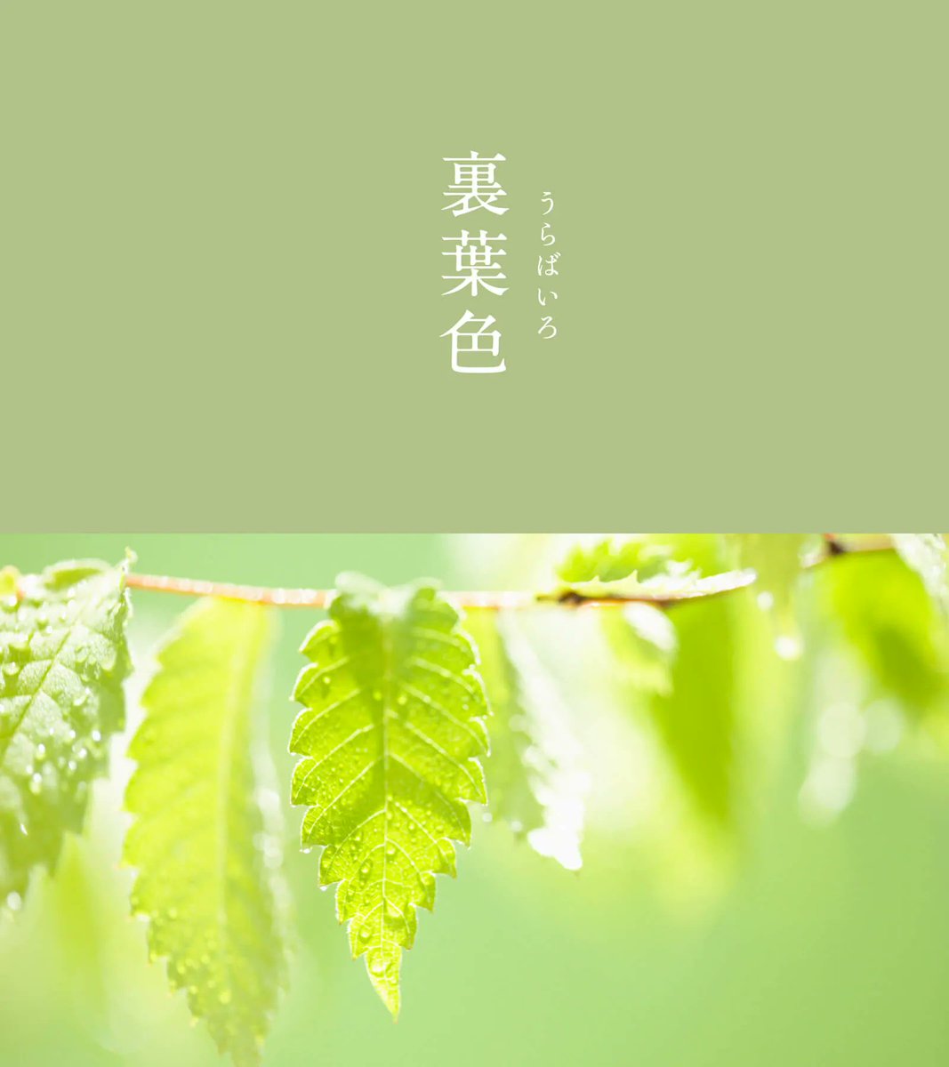 543life's tweet photo. 裏葉色（うらばいろ）｜#にっぽんのいろ

着物を身に付ける際に、明るく濃い色と組み合わせて楽しまれるなど、平安時代から使われてきました。

葉の裏側に注目した、日本人の繊細な感性が現れた色です。

▼4月のいろはこちらから
https://t.co/mG6mpFCTeF https://t.co/6YkxzK8LZC