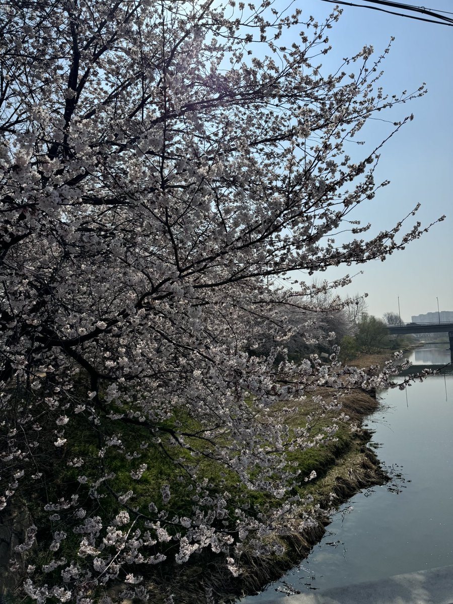MOMOchillinKOR's tweet photo. วันนี้ 🩷2025.04.11 อยู่ SUWON ค่าตอนนี้ น้องๆบานฉ่ำมากกกกกกกกก ปีนี้รีบมาเก็บน้องๆ 🌸 พรุ่งนี้ฝนตกช่วงเย็น มาเก็บตอนเช้ายังทันอยู่น้า 🌧️

#กินเที่ยวเกาหลีกับmomo
#ล่ามไกด์พาเที่ยวเกาหลี #เที่ยวเกาหลีด้วยตัวเอง
#รีวิวเกาหลี #ล่ามไกด์พาเที่ยว https://t.co/eqPKuehgIQ
