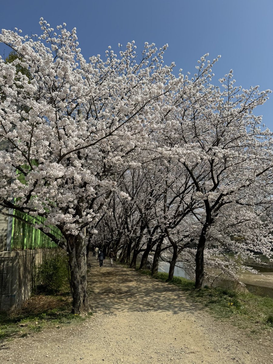 MOMOchillinKOR's tweet photo. วันนี้ 🩷2025.04.11 อยู่ SUWON ค่าตอนนี้ น้องๆบานฉ่ำมากกกกกกกกก ปีนี้รีบมาเก็บน้องๆ 🌸 พรุ่งนี้ฝนตกช่วงเย็น มาเก็บตอนเช้ายังทันอยู่น้า 🌧️

#กินเที่ยวเกาหลีกับmomo
#ล่ามไกด์พาเที่ยวเกาหลี #เที่ยวเกาหลีด้วยตัวเอง
#รีวิวเกาหลี #ล่ามไกด์พาเที่ยว https://t.co/eqPKuehgIQ