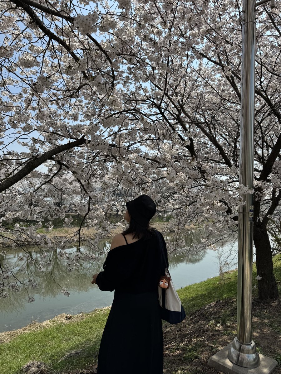MOMOchillinKOR's tweet photo. วันนี้ 🩷2025.04.11 อยู่ SUWON ค่าตอนนี้ น้องๆบานฉ่ำมากกกกกกกกก ปีนี้รีบมาเก็บน้องๆ 🌸 พรุ่งนี้ฝนตกช่วงเย็น มาเก็บตอนเช้ายังทันอยู่น้า 🌧️

#กินเที่ยวเกาหลีกับmomo
#ล่ามไกด์พาเที่ยวเกาหลี #เที่ยวเกาหลีด้วยตัวเอง
#รีวิวเกาหลี #ล่ามไกด์พาเที่ยว https://t.co/eqPKuehgIQ