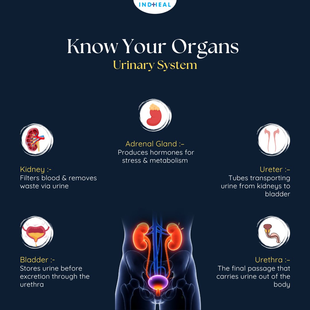 indheal's tweet photo. Know Your Organs - Urinary System

#urology #UrinarySystem #Health https://t.co/xq730N56pC
