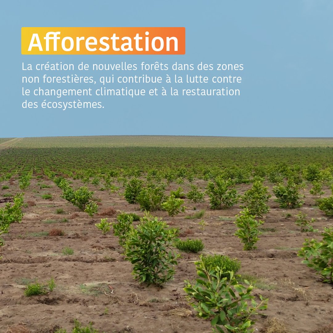 SnpcGroupe's tweet image. Afforestation vs. Reforestation : quelle différence ?

Depuis un an, le Groupe présente Eco Zamba, un projet innovant d&apos;afforestation sur les plateaux Batéké, visant à sanctuariser près de 50 000 hectares de biodiversité. Ce projet ambitionne de protéger l&apos;un des trois plus…