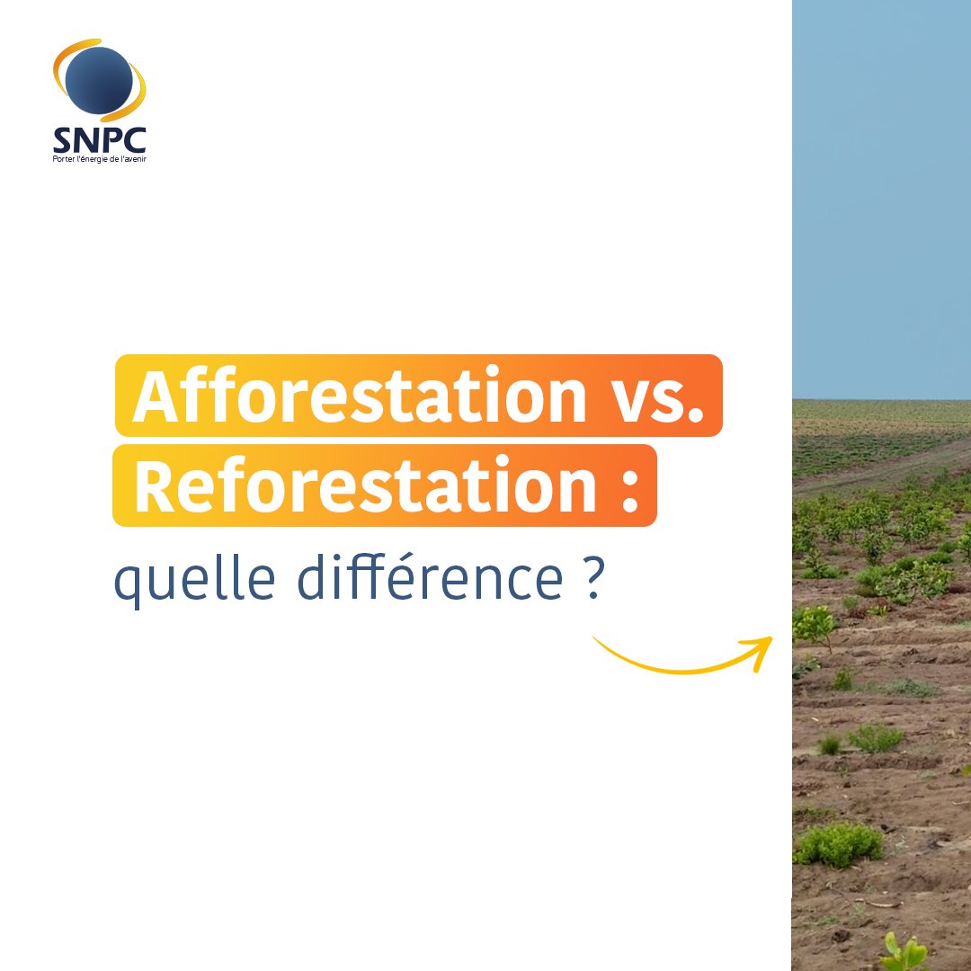 SnpcGroupe's tweet image. Afforestation vs. Reforestation : quelle différence ?

Depuis un an, le Groupe présente Eco Zamba, un projet innovant d&apos;afforestation sur les plateaux Batéké, visant à sanctuariser près de 50 000 hectares de biodiversité. Ce projet ambitionne de protéger l&apos;un des trois plus…