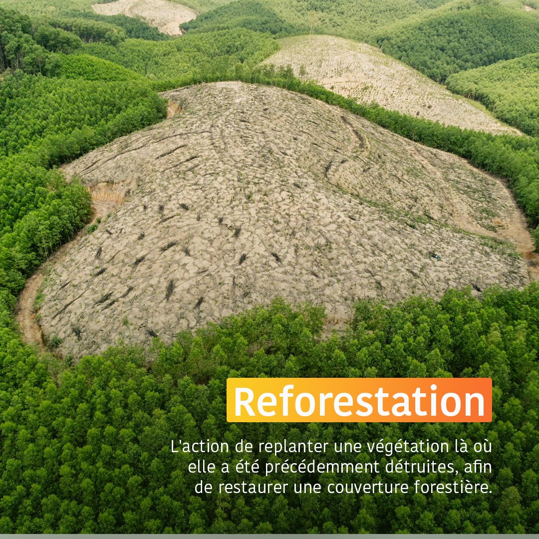 SnpcGroupe's tweet image. Afforestation vs. Reforestation : quelle différence ?

Depuis un an, le Groupe présente Eco Zamba, un projet innovant d&apos;afforestation sur les plateaux Batéké, visant à sanctuariser près de 50 000 hectares de biodiversité. Ce projet ambitionne de protéger l&apos;un des trois plus…