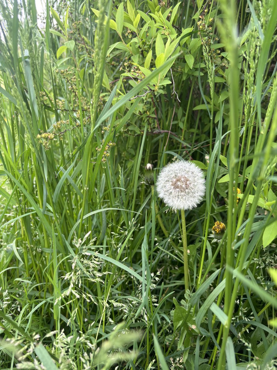 大阪公演も、皆様誠にありがとうございました！！✨✨
会場の作りは全然違うけれど、お客様の温かさは変わらず🥹
思い出も沢山作れて、とても楽しい大阪公演でした‼︎
次は福岡でまっとーよ！🫶

かわいいわたげちゃんの写真を添えて〜