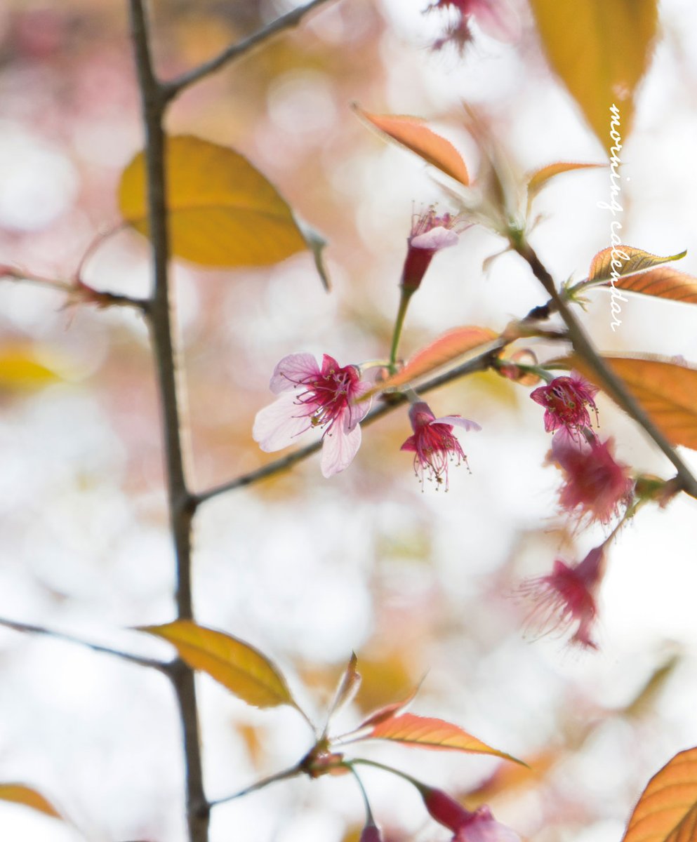 543life's tweet photo. 花過ぎ（はなすぎ）｜朝の日めくり

"花も散り果ててしまいました。花過ぎの候です。"

これから葉桜を経て、新緑が美しい季節になります。少し寂しい気もするけれど、その時その時の季節の風景を楽しみたいですね。 https://t.co/z8IBeVD5St
