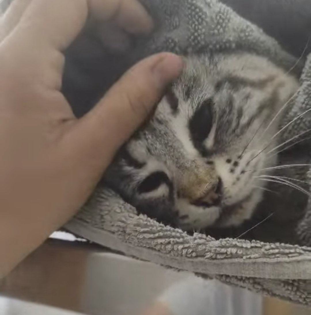 Newcastleedic's tweet photo. Ayudadme porfa: ha aparecido una michi atropellada con las patas rotas y hay que operarla. He pensado vender algunos ejemplares de este precioso libro y que los 12€ vayan  íntegros a la asociacion Mininos Murcia que es quien recogió a la gata. Si os interesa os mando el libro 😺 https://t.co/wBZ7rUvVOT